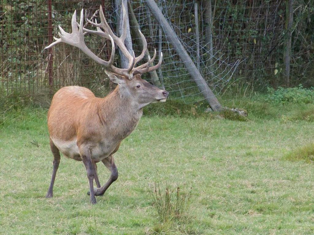 Gite Du Cerf Birkenwald Экстерьер фото